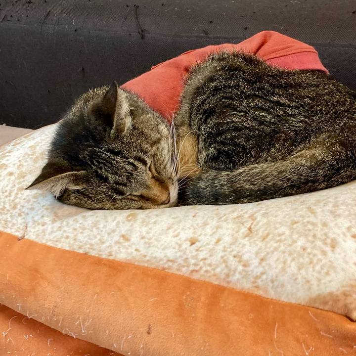 Cbe23922 9fcf 4e69 942e 4861516b02b2 1681860682361