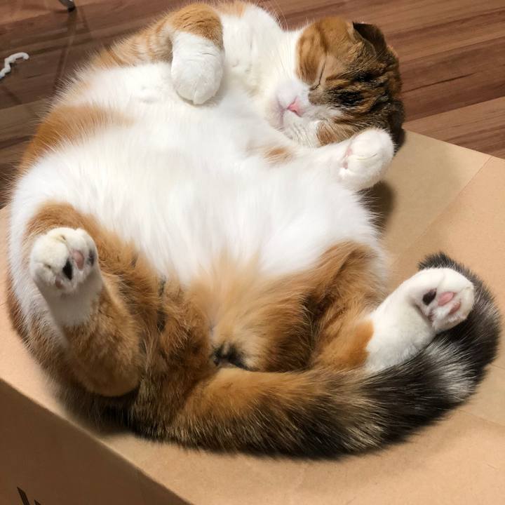 Cbe43035 9e2b 4020 a279 f9fcf88f5532 1546088586270