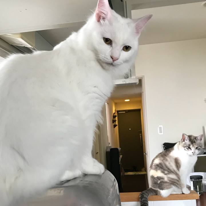 Cbe4f0d4 52fa 4d1c 84a2 62b00a814fe5 1522969629993