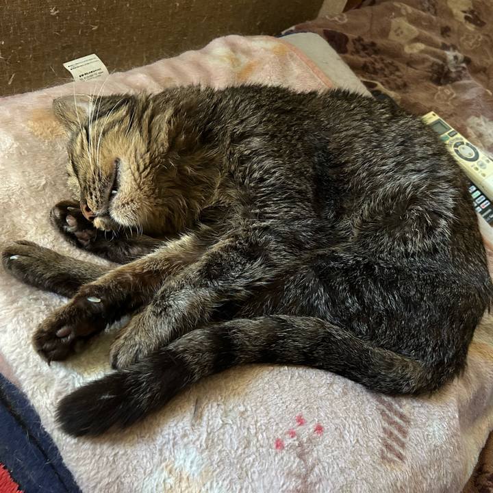 Cbe69adb b913 4d72 8691 e0cc5db65d72 1760855509386