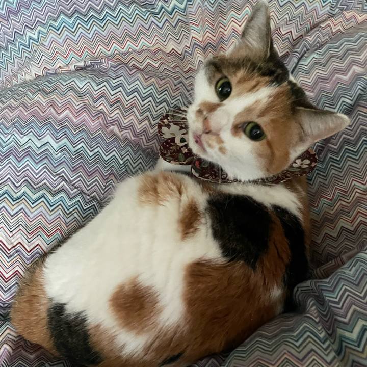 Cbe8376c f12a 4a5d a6cf 6f2733ce34fa 1765841660568