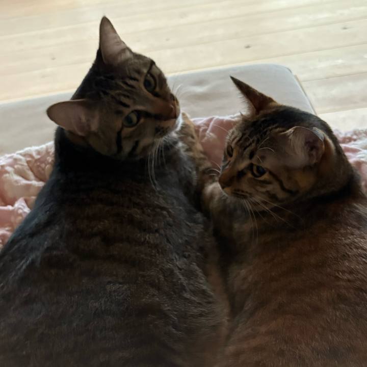 Cbe9bd2f b598 4376 9f8f dee5e92a255c 1759534987275