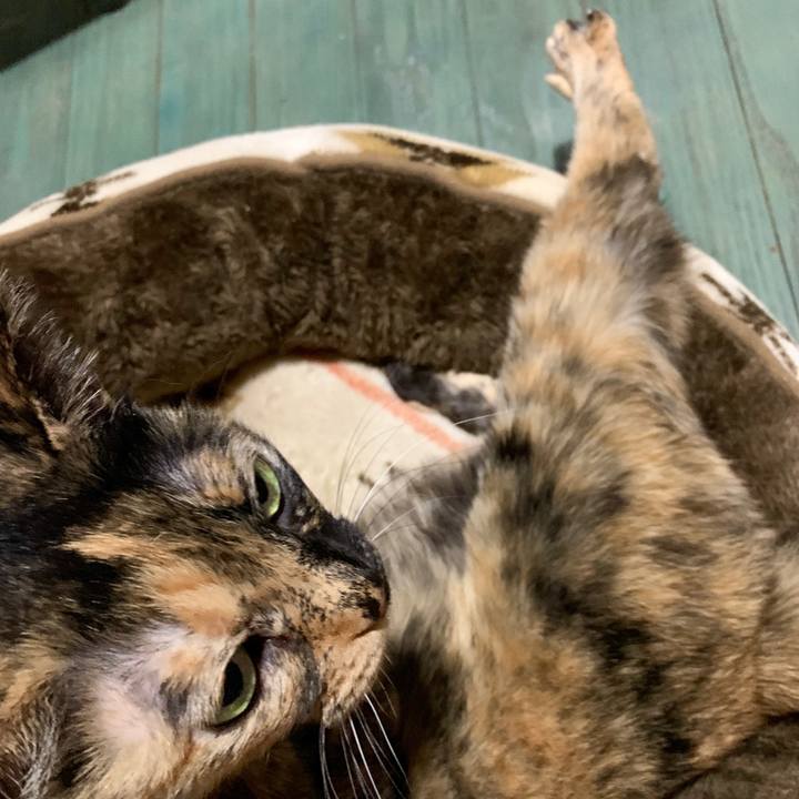 Cbea0a7d 70c4 4cea beea 7049e35b9d1e 1553388439676