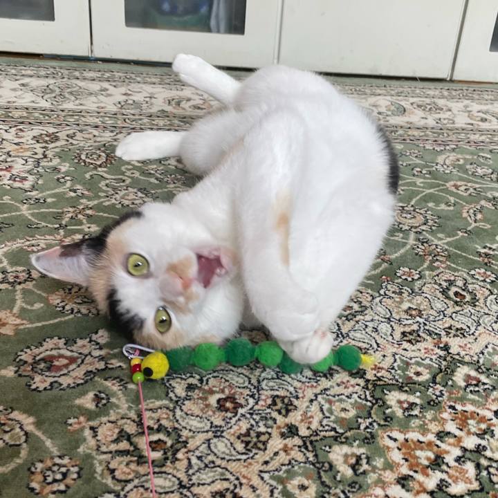 Cbea593c 9d32 4374 8764 1e1c2d5ab80c 1713063446981