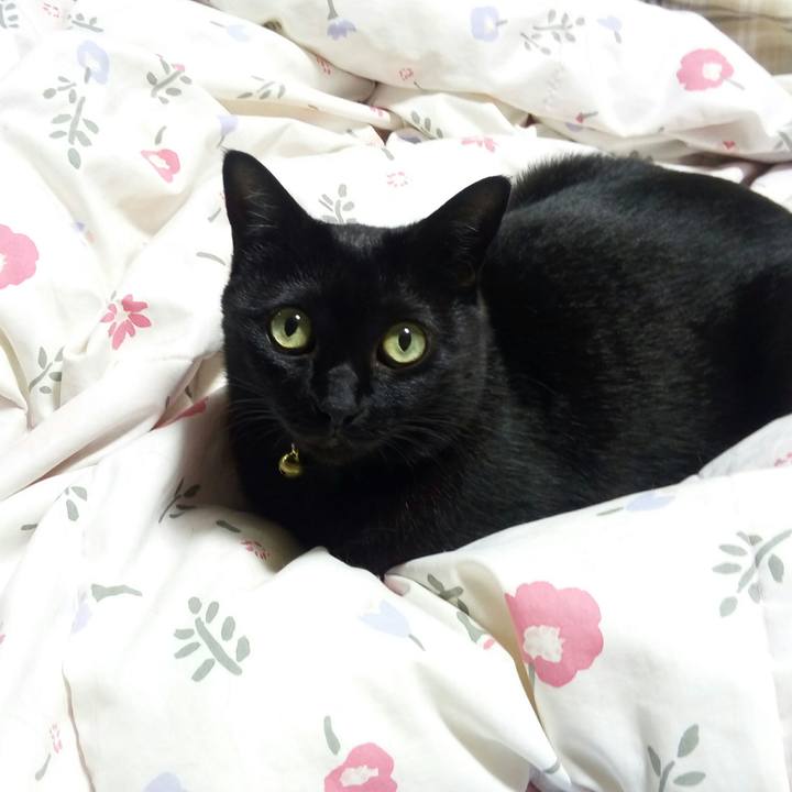 Cbecd897 e7c0 4885 9893 4ef7c23dc9ff 1528895674350