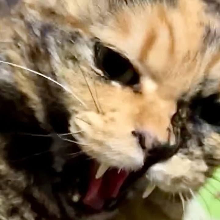 Cbed6966 4d38 4263 978c c46d5cb5fa74 1741380302834