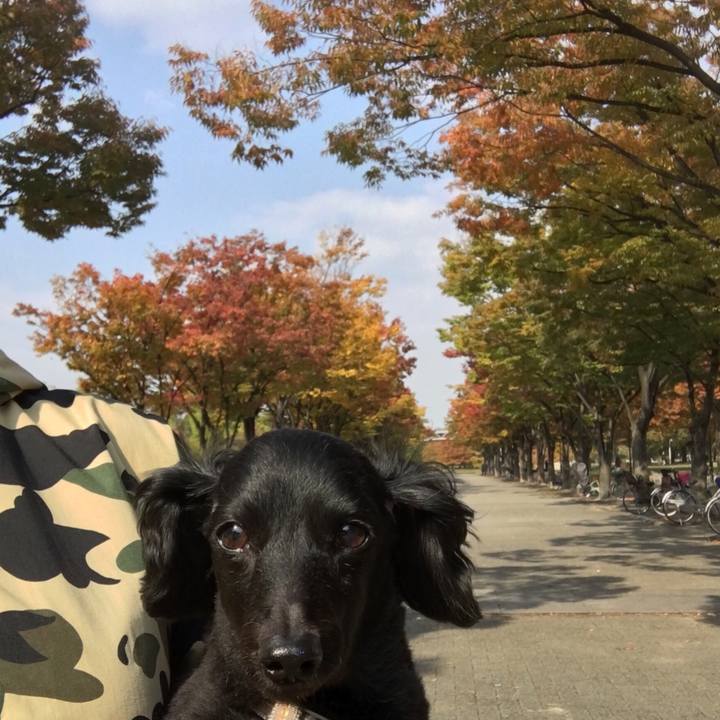 Cbee5077 65a8 4ab0 a7c0 75f3970e4c7e 1509848995393