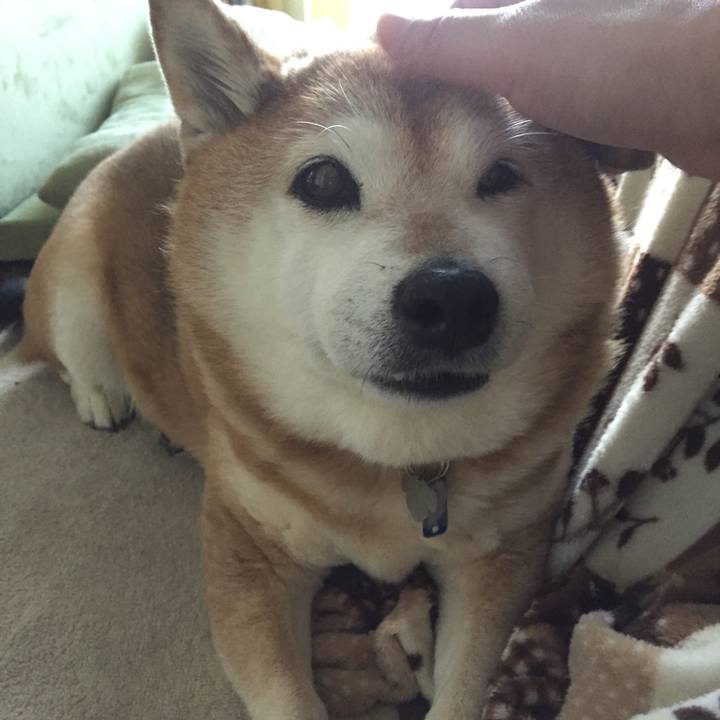 Cbef0879 4647 4944 9975 8d8fedc0d4b0 1552431015818