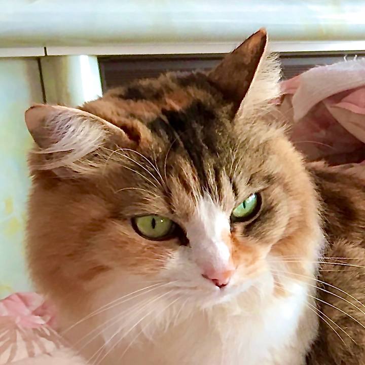 Cbf26183 85dd 40fa 8dc3 3f423d70c945 1584340282651