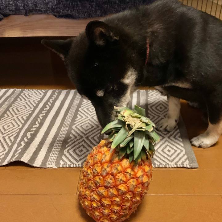 Cbf2723d 8e9a 4532 9ecb 4193bd19b58f 1625149325421