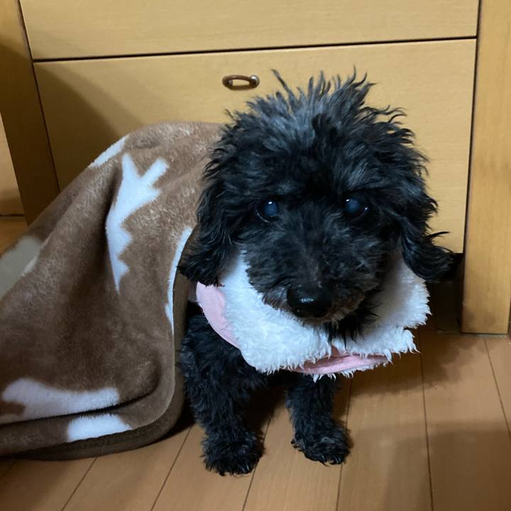 Cbf3101d 1614 4a59 be4d e06a2ae617ad 1766011815870