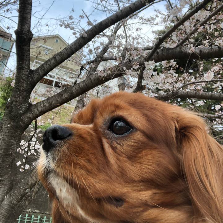 Cbf39f0f be07 4818 afee aa2b6a9ff7ee 1553760686239