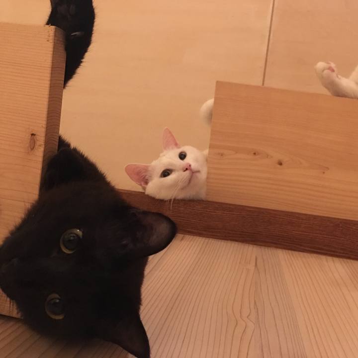 Cbf440b4 2952 4f85 9532 79475597eed8 1528469848428