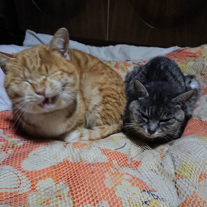 Cbf81cc1 b383 46cb 86ac fc37aca281da 1581162974764