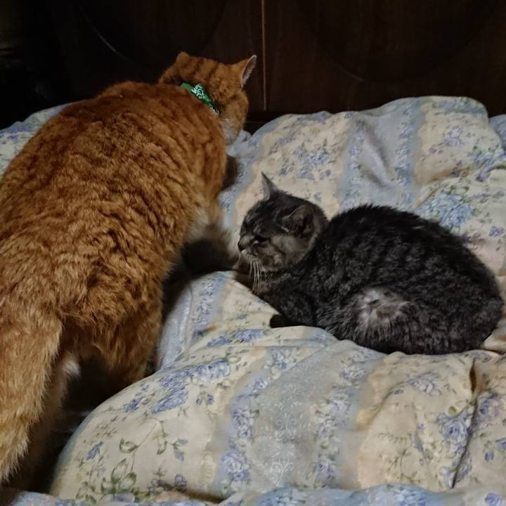 Cbfa1517 93ee 4dd0 aa98 425f4374fa29 1581767476671