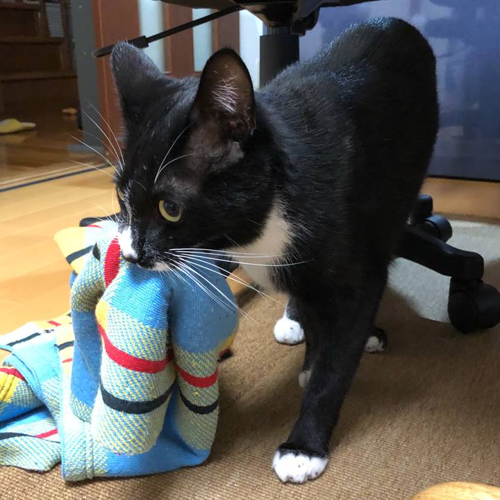 Cbfb66a2 57e4 4c4e af86 7b66cbe70f80 1539431852015