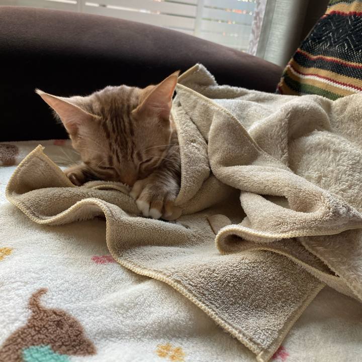 Cbfe2b76 accb 4e2d 8a29 e05075c17083 1605319416223