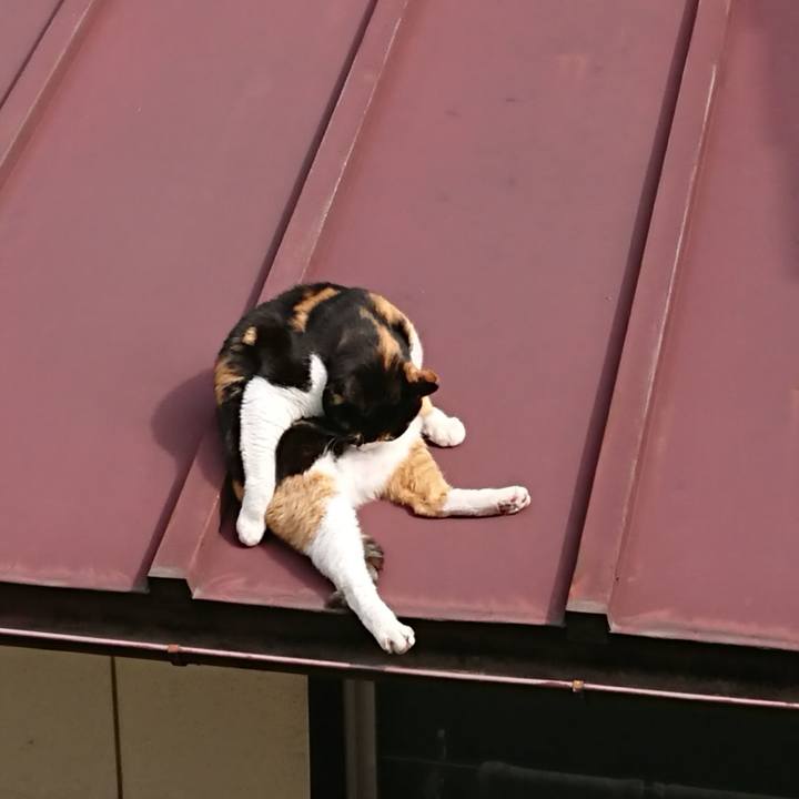 Cc00a21b 8fb5 42c4 b9d0 cecf5e0bfbfa 1586996092421