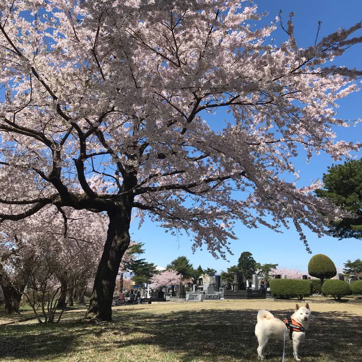 Cc00c80b 1f05 461d 9d45 48cea70301b8 1556414952338