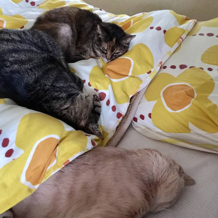 Cc01d31d 3a91 4564 8af1 2b018e996d01 1526172324967