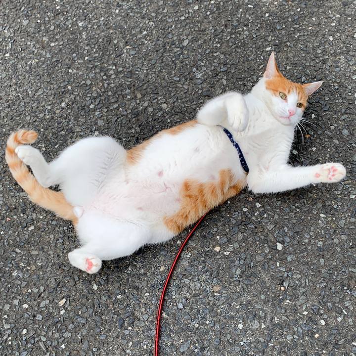 Cc025f94 7396 4ba8 91f9 c3113d649e99 1590475533036