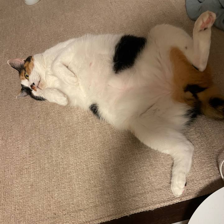 Cc06d412 cfee 4ac0 8009 034b7df8f11c 1690023967016