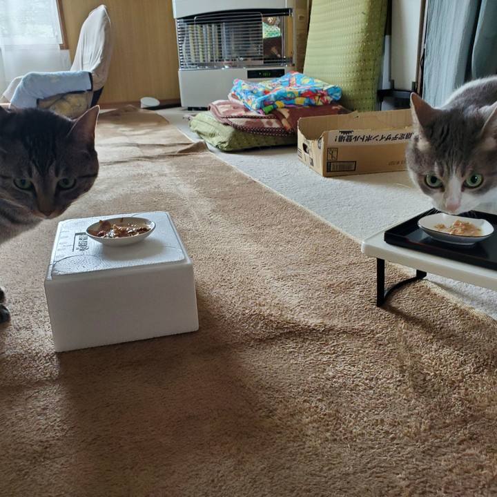 Cc091e74 dd46 433d 966e 55d58535dd9e 1723599267978