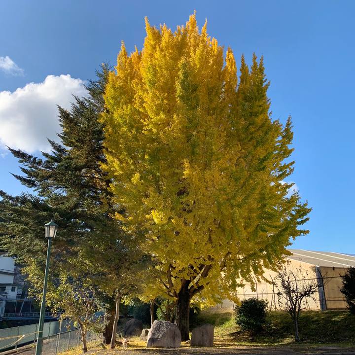 Cc0c4372 f39d 4769 9290 51ffa7373454 1573721919448