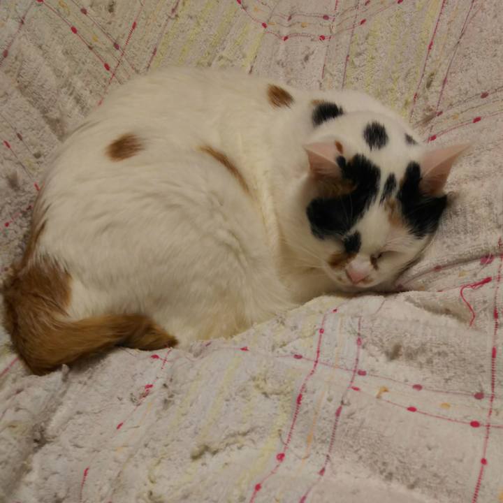 Cc0cd091 eb00 416a 8ad9 c6fb2e5fee69 1520777117088