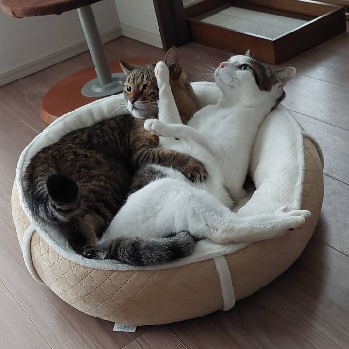 Cc0dfb6f 7efc 4210 9e89 56a20775d1ba 1680244877096