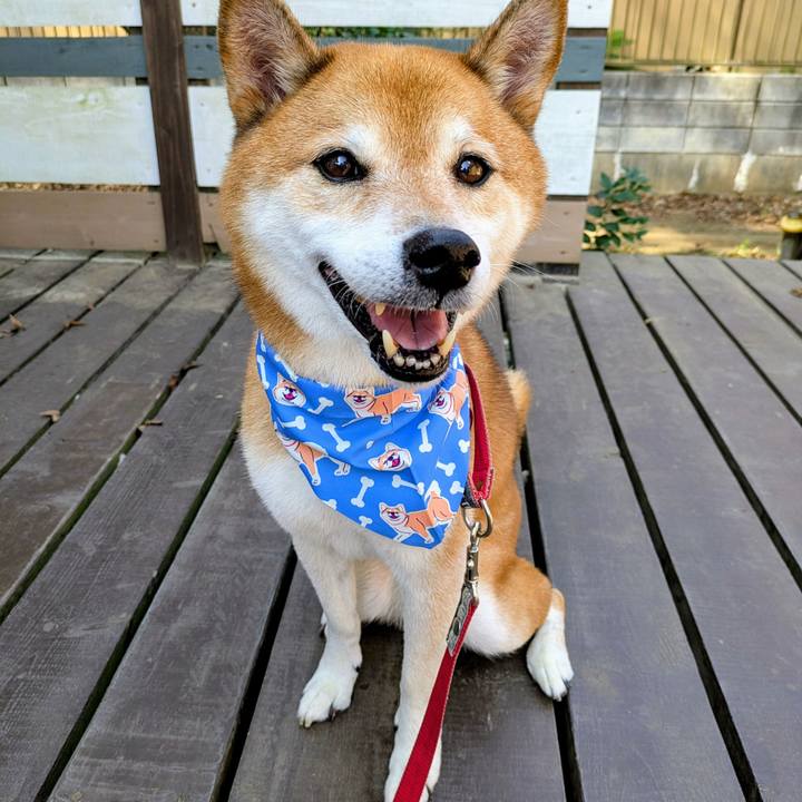 Cc0e3fb8 60ec 4ea6 8342 7bd4386509f1 1760331455800