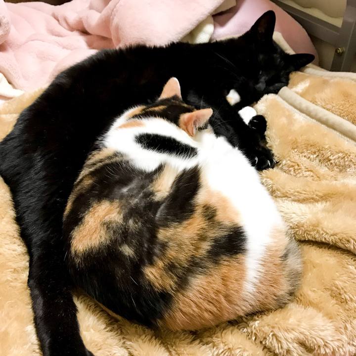 Cc11c9c3 a0b5 4ebb 897d 2bc98d5ef471 1516583359757