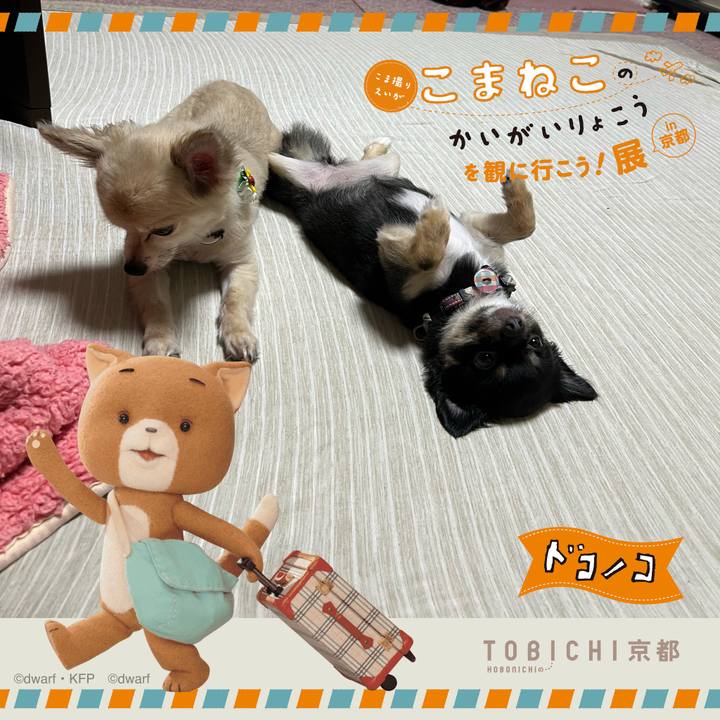 Cc12c706 7de9 44ca 8951 65bbc71722c8 1740214662967