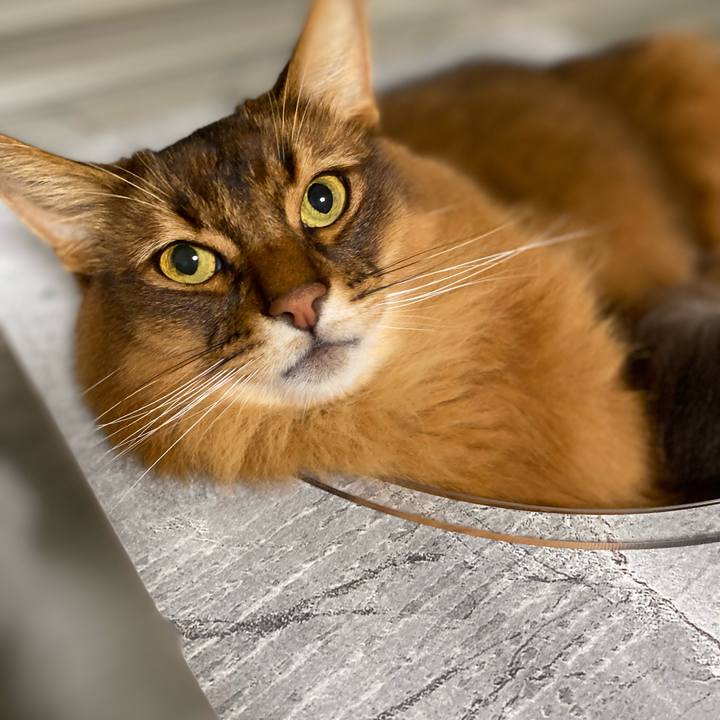 Cc155446 bb57 4f81 b4be 5fd2d04ea335 1737814179682