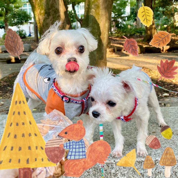 Cc15dd1e 590c 4d45 be5a f2646161d61a 1636183789144