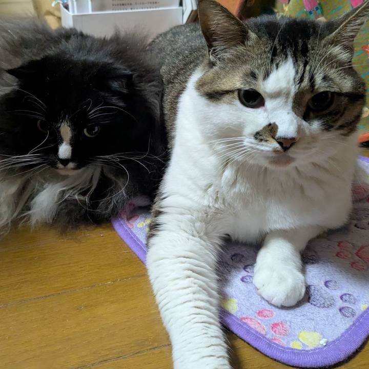 Cc16ed41 1772 4a5f 8797 73dc8190d25f 1769093771344