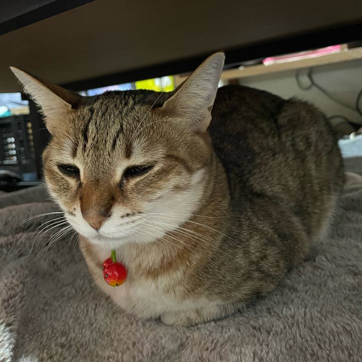 Cc17871f 45b0 4e13 88e8 7039ec734988 1739174944711