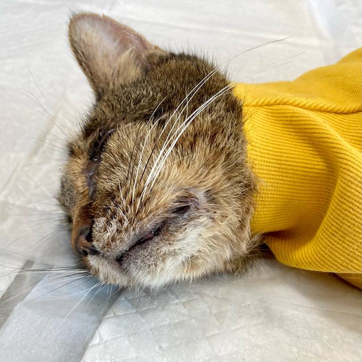 Cc1a316b 09ba 46fb bb5a 621037aa5571 1689743205347