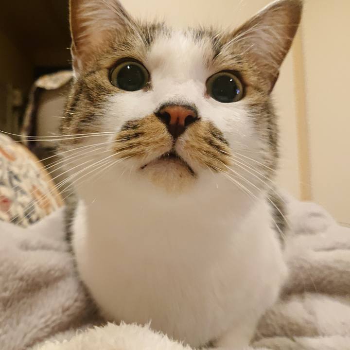 Cc1c24ea 36b8 4d4c 8cda a04de699a9c9 1714175235186