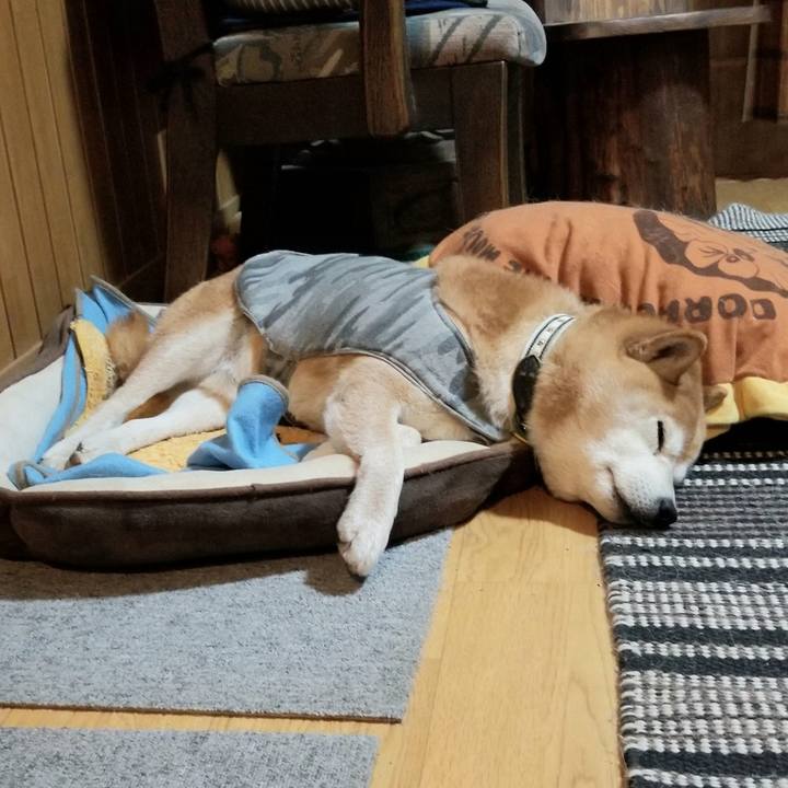 Cc1cd9ec b363 4c4c 85ec c49d4fb420f3 1615548055294