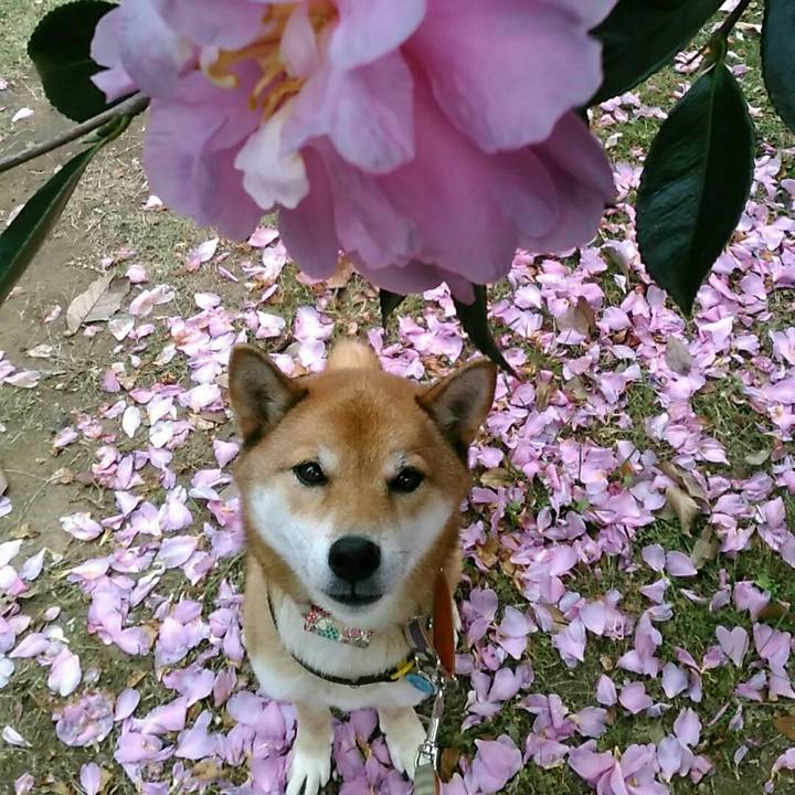 Cc1ddb5c 2662 4c3c baab a363514d54ae 1542526416010