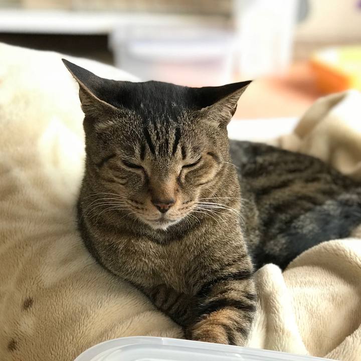 Cc1f09ab 824d 40a0 9a54 a545e4390826 1526607305769