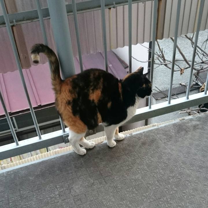 Cc1ff490 6a21 4a63 8b3f b175b6f1f030 1519689471242