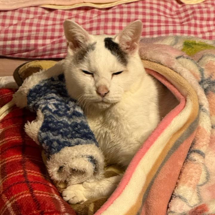 Cc220e3b a02e 4e90 a5bd f90b64aa96f4 1770158015739