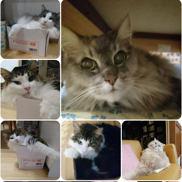 Cc23f63a b2fd 414d 9ff7 611d17ddc89b 1567242064594