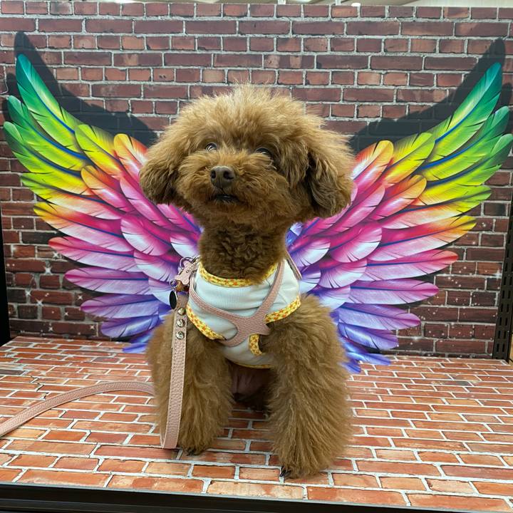 Cc250127 cf13 455c b4d1 39b95ac07acf 1590220148804