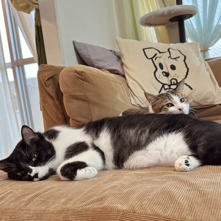 Cc2614ac 79a3 4a0c b6cc 9415c905ebef 1759483714519