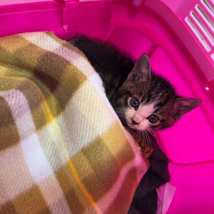 Cc26719b cb5c 445e 9ff5 228280cfce97 1763781638264