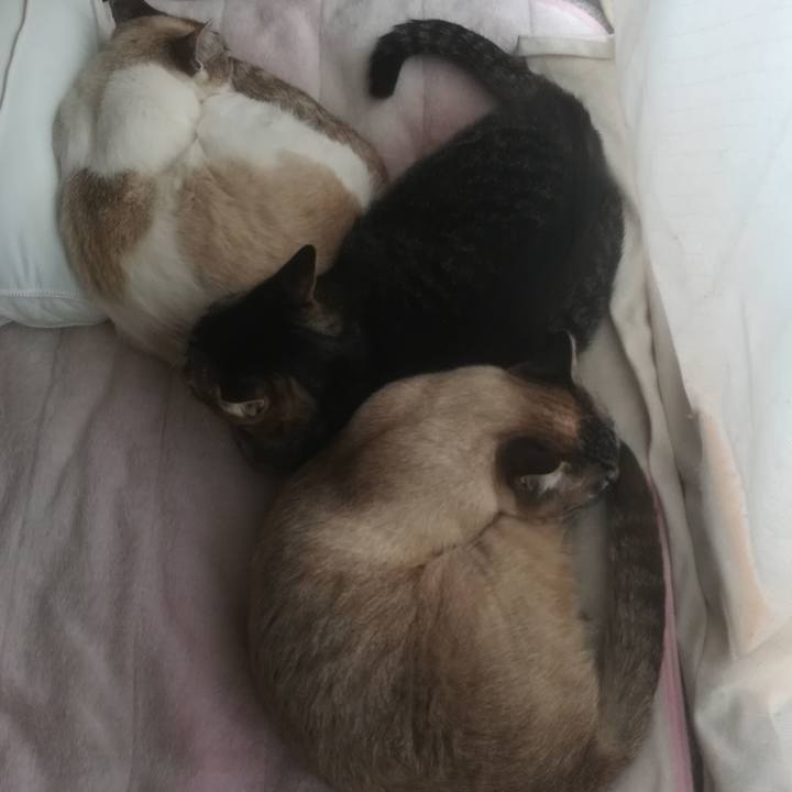 Cc286649 269e 4a4a b556 d60580a7cef0 1526336528435