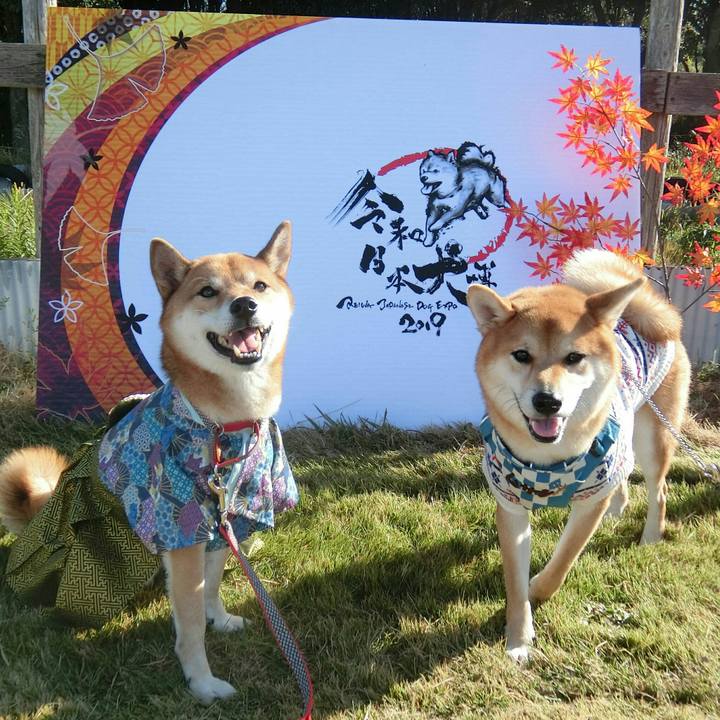 Cc2a19b2 cf4c 42ad 9d92 5566e1b78738 1573910420814